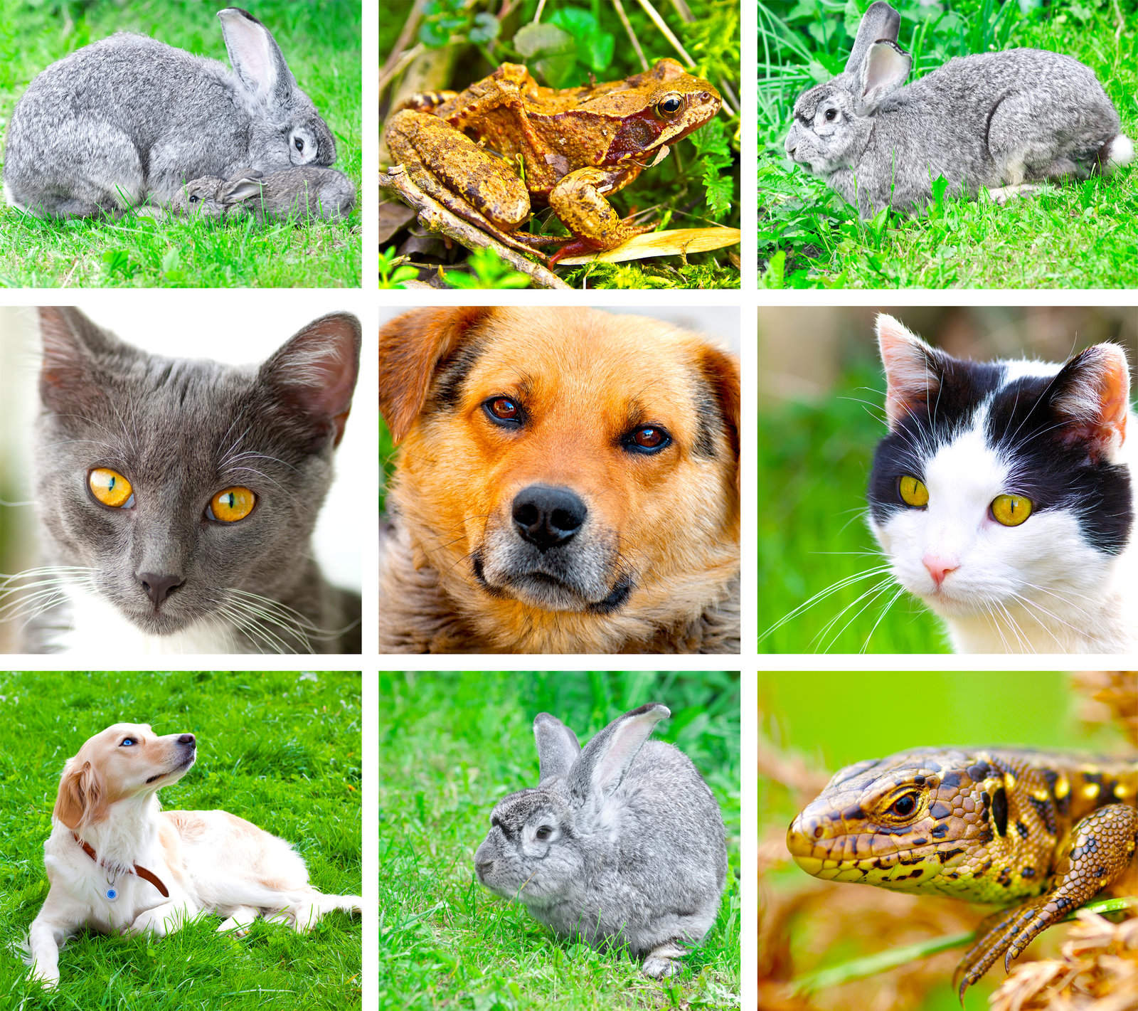 2659337_collage-of-animals-images