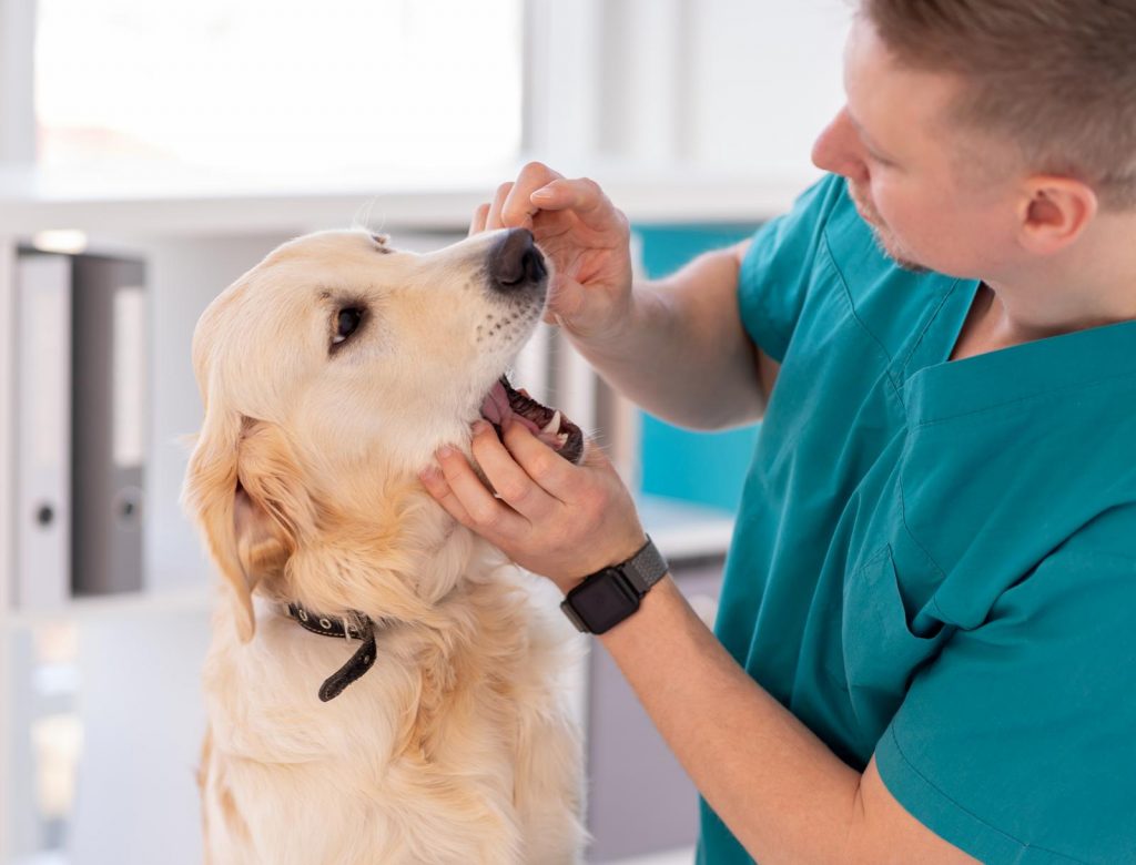wat doen tandsteen hond
