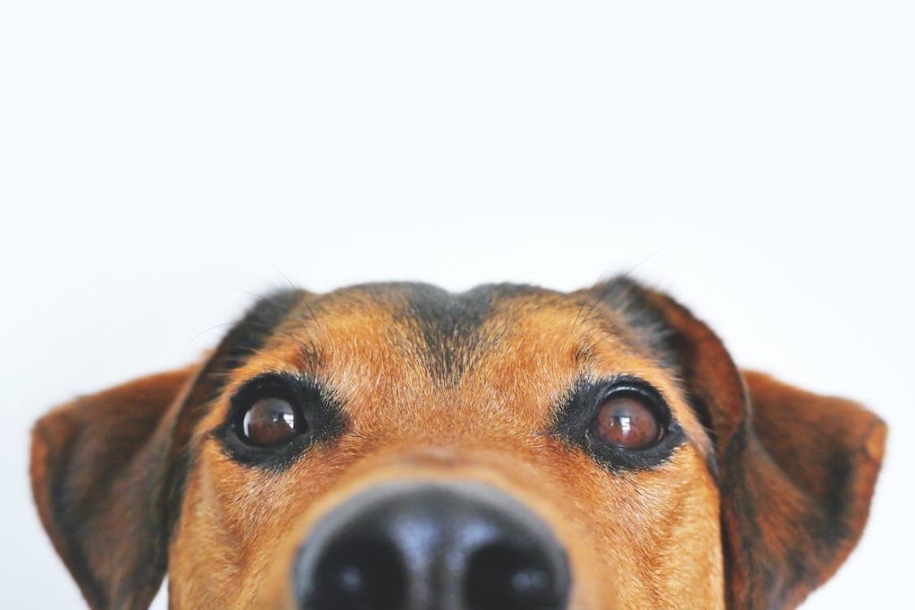 Een orthopedisch kussen van Petlando houdt je hond gezond en gelukkig